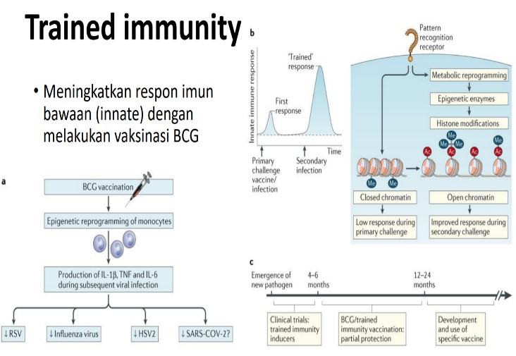 Memahami Kerja Sistem Imun Dan Pengembangan Vaksin Covid 19 Institut Teknologi Bandung