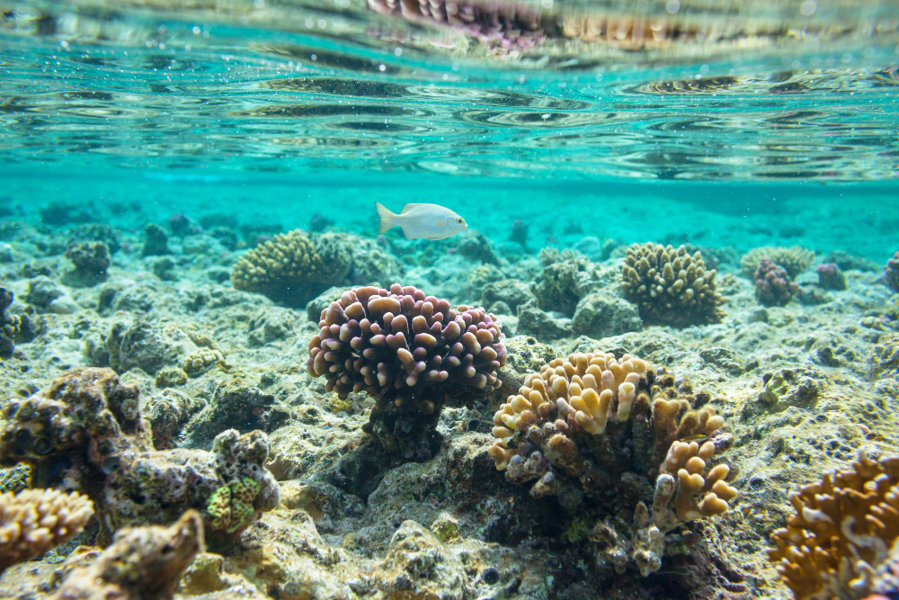 coral-monitoring-upaya-menjaga-kelestarian-terumbu-karang-di-indonesia