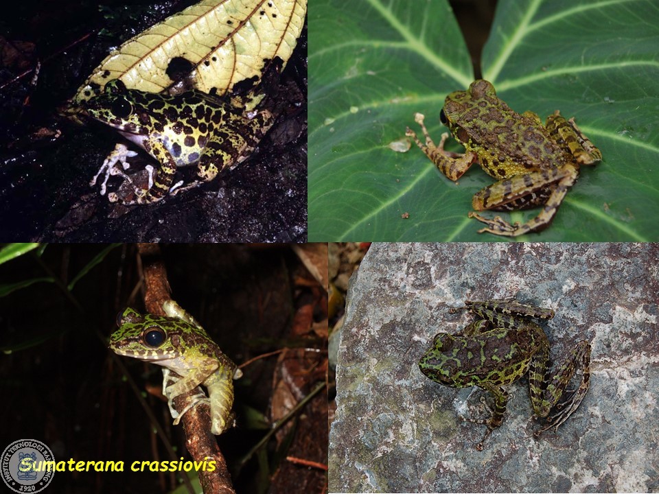 prof-dr-djoko-t-iskandar-a-herpetologists-who-proves-the-biodiversity-of-indonesian-reptiles