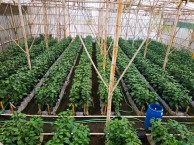 itb-alumnus-develops-precision-farming-device
